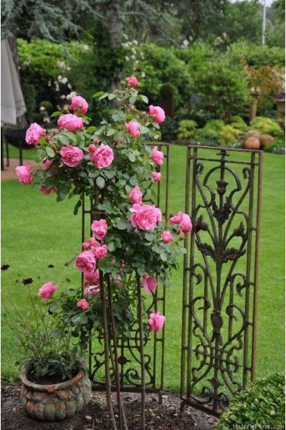 Троянда флорібунда Леонардо да Вінчі на штамбі